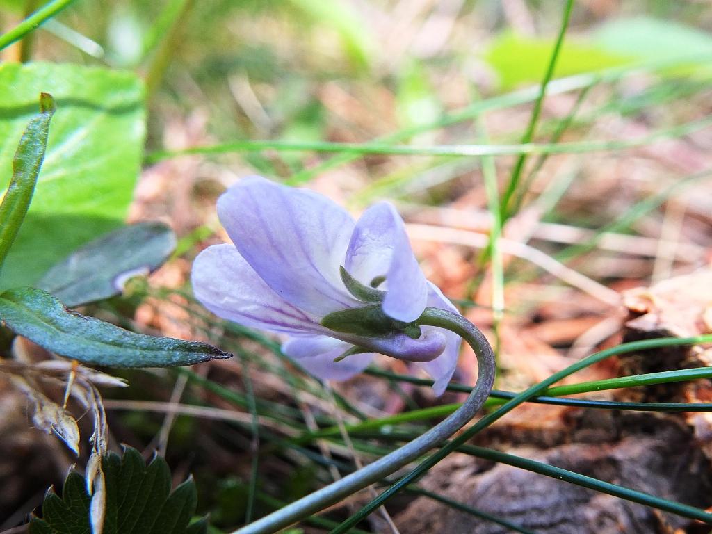 Viola thomasiana / Viola di Thomas